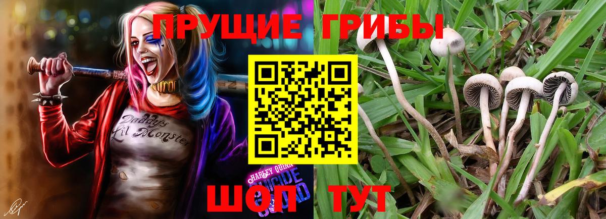 Галлюциногенные грибы Magic Shrooms  Вход с VPN  Майкоп  Псилоцибиновые грибы Psilocybe 